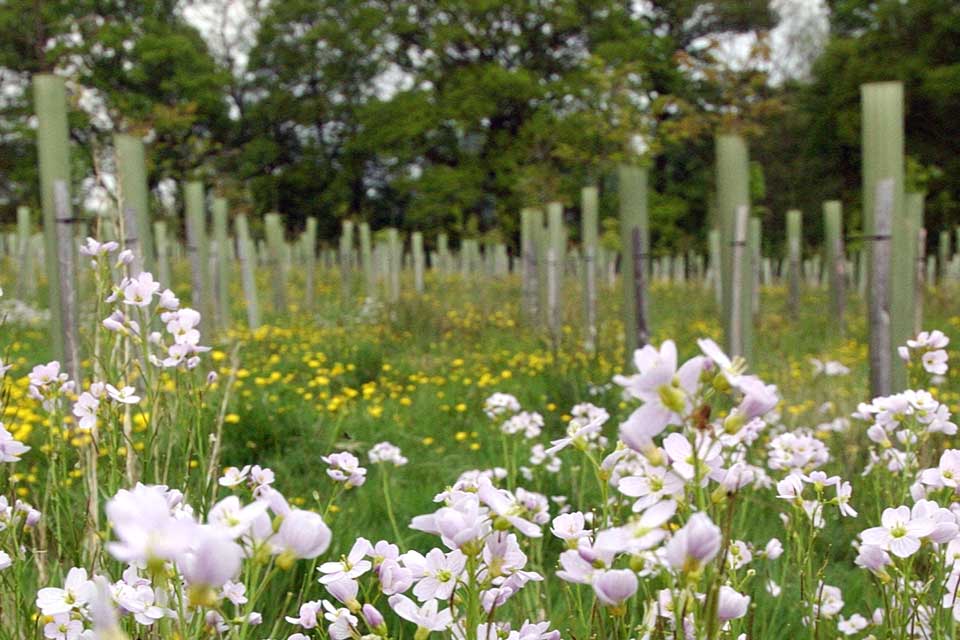 wild flowers and trees