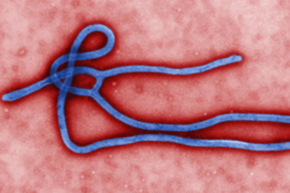 Ebola virus