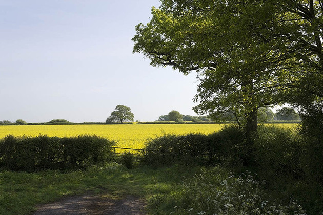 tree in field