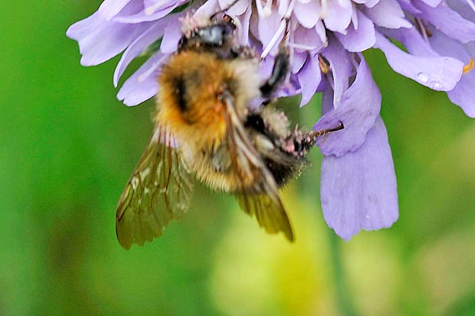 Bee on flower