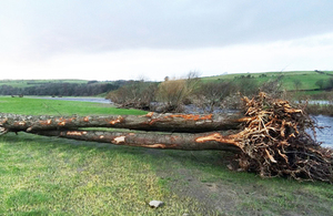 fallen tree
