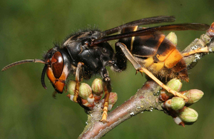 Asian Hornet