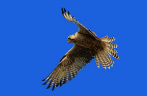 Falcon from Mongolia