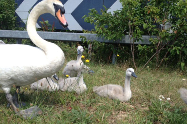 Swan image