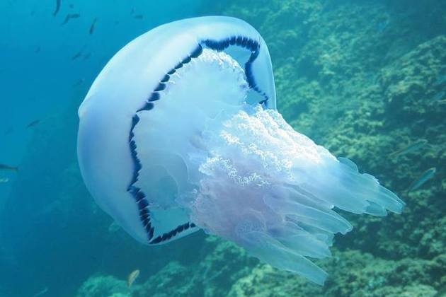Type of jellyfish used to extract high purity collagen