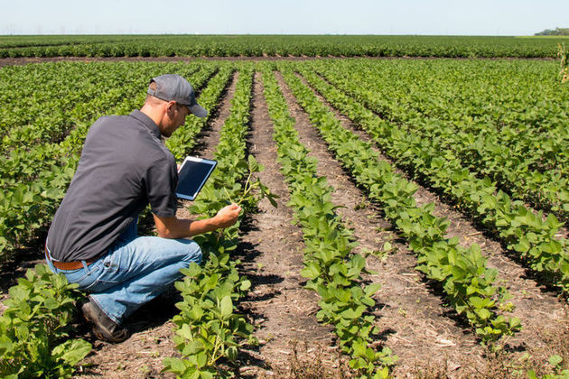 Agronomist uses a mobile tablet in a field