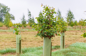 New trees and shrubs are to be planted along the HS2 route