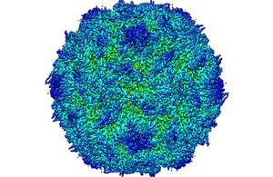 Stabilised polio empty shell