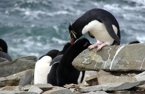 Rock Hopper
