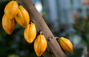 Newton Fund: apply for Peru research grants on regional biodiversity