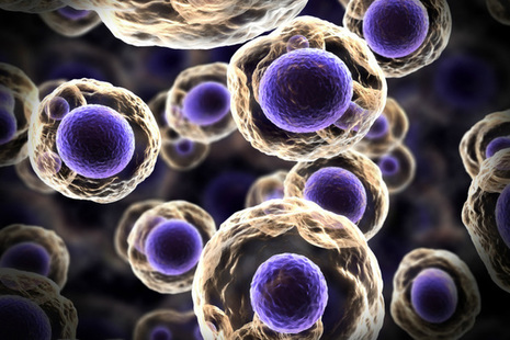 Cells undergoing mitosis (credit: fuesbulb/AdobeStock)