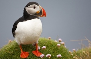 Atlantic puffin © Natural England