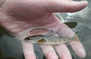 Salmon in the river in Derbyshire