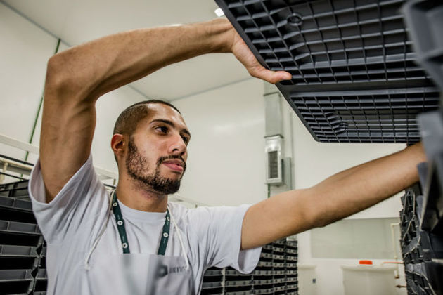 Employee at Oxitec facility in Brazil
