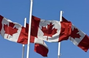 multiple canadian flags blowing in the wind