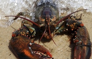 Lobster