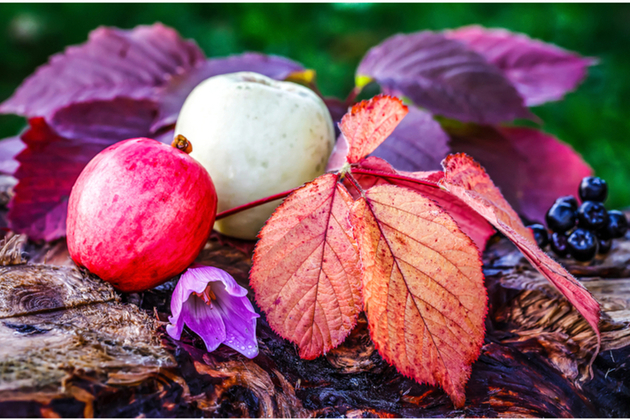 autumn fruits and leaves