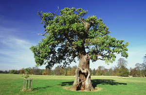 Oak tree