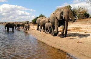 elephants