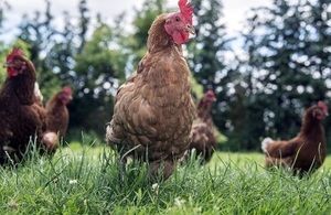 Image of a chicken outside