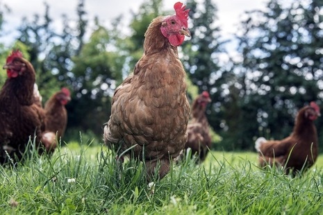 Image of a chicken outside