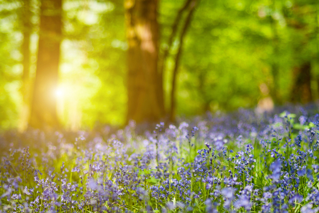 Spring landscape