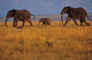 Read the ‘Government confirms UK ban on ivory sales’ article