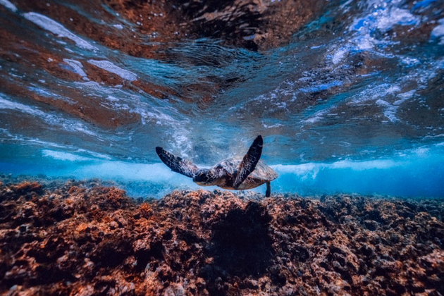 Foreign Secretary announces £9m to save our oceans