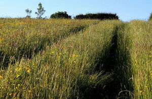 Meadow