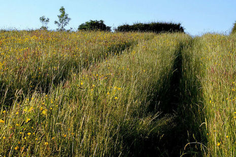 Meadow