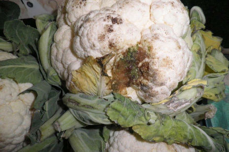 Rotten Cauliflower