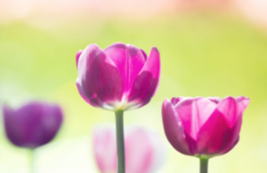 Spring InTouch 2018