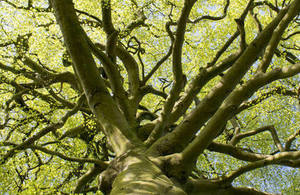 Oak tree