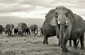 Read the ‘Introduction of ivory bill boosts fight against elephant poaching’ article