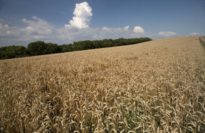 Crops in a field