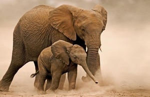 african-elephant