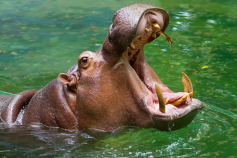 Hippo (credit: Getty Images)