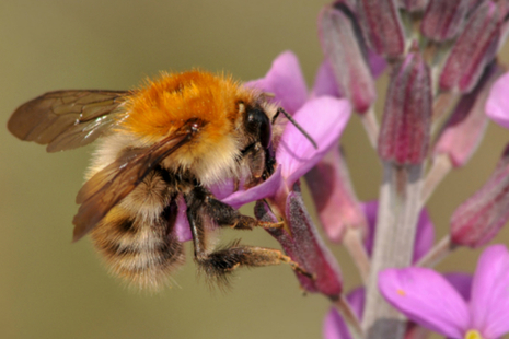 Bee on a flower