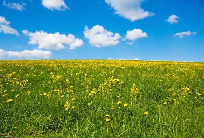 Summer scenery