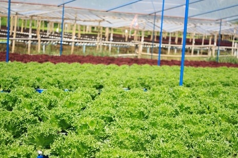 vegetable farming