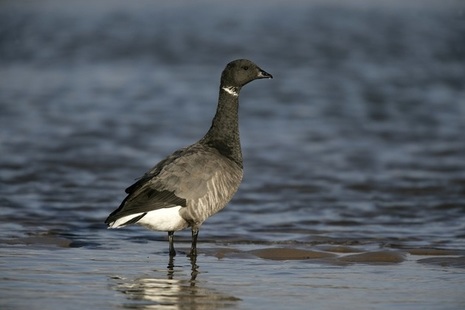 Dark bellied goose