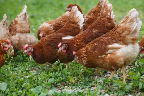 Getty image - Chickens