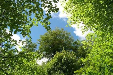 Looking up through tree canopy to blue sky