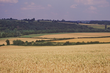 Fields of grain with wooded slope beyond.