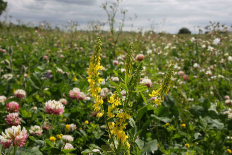 A field of flowers