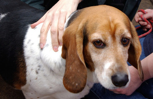 Picture of a dog