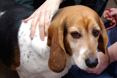 Picture of a dog