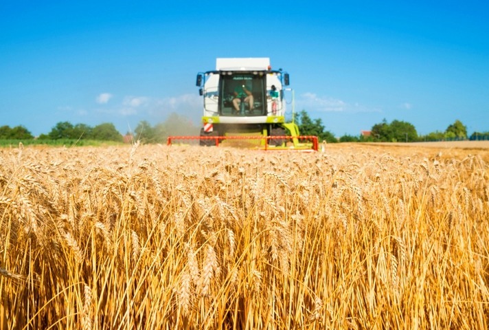 Combine harvester working in the field