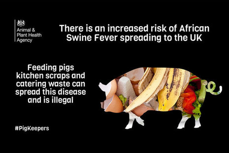 African swine fever infographic