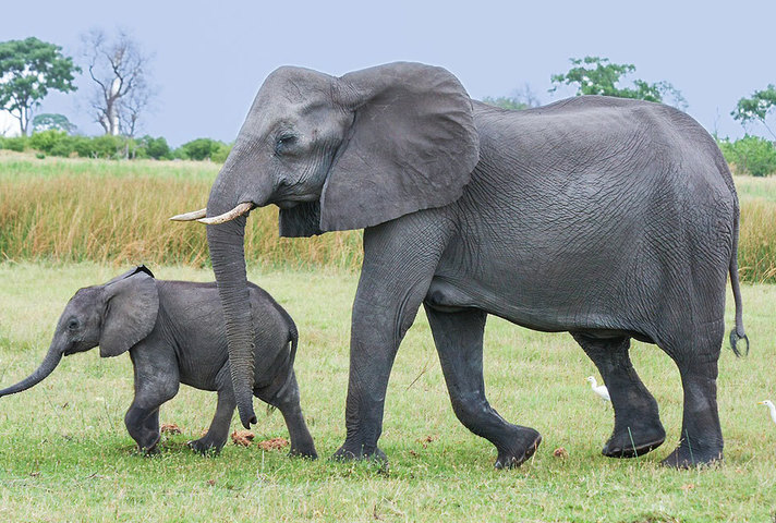 Elephants in the wild